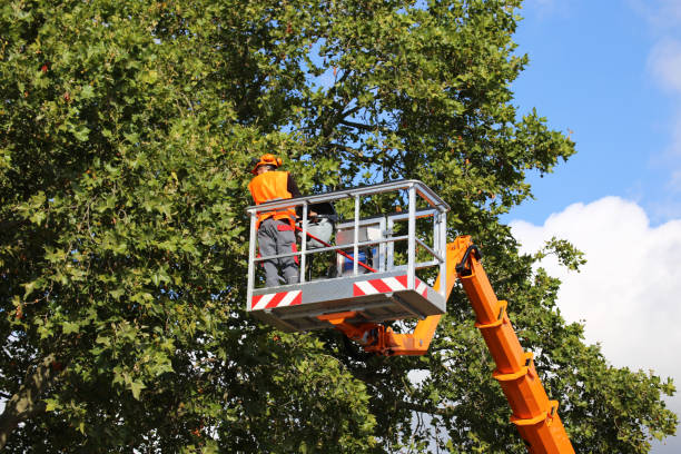 Best Tree Trimming and Pruning  in Hallstead, PA